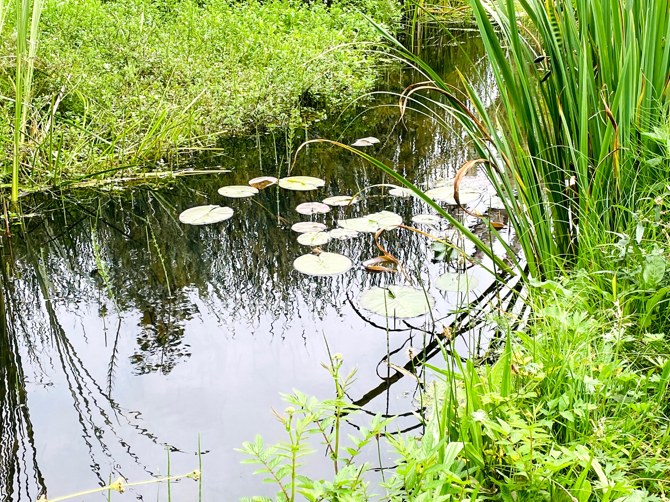 Pond With Lili pads